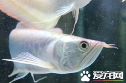 银龙鱼的饲养,水质、光照、喂食与日常管理要点